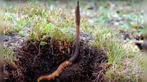 Raw High-Grade Wild Keeda Jadi - Image 2