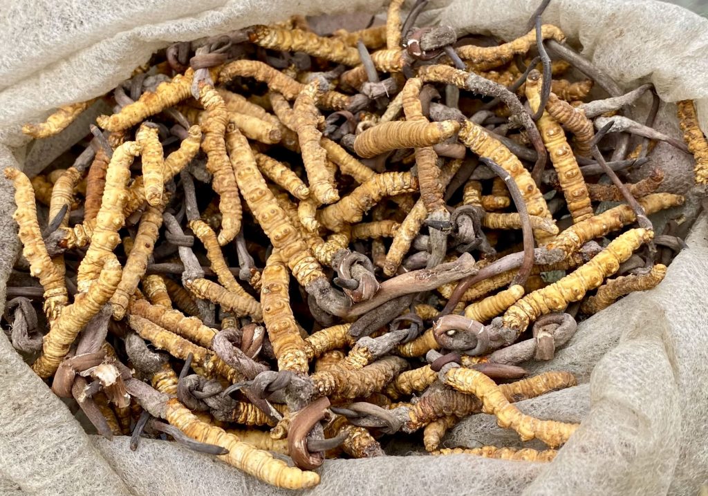 Raw High-Grade Wild Keeda Jadi - Image 3