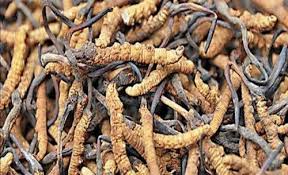 Raw High-Grade Wild Keeda Jadi